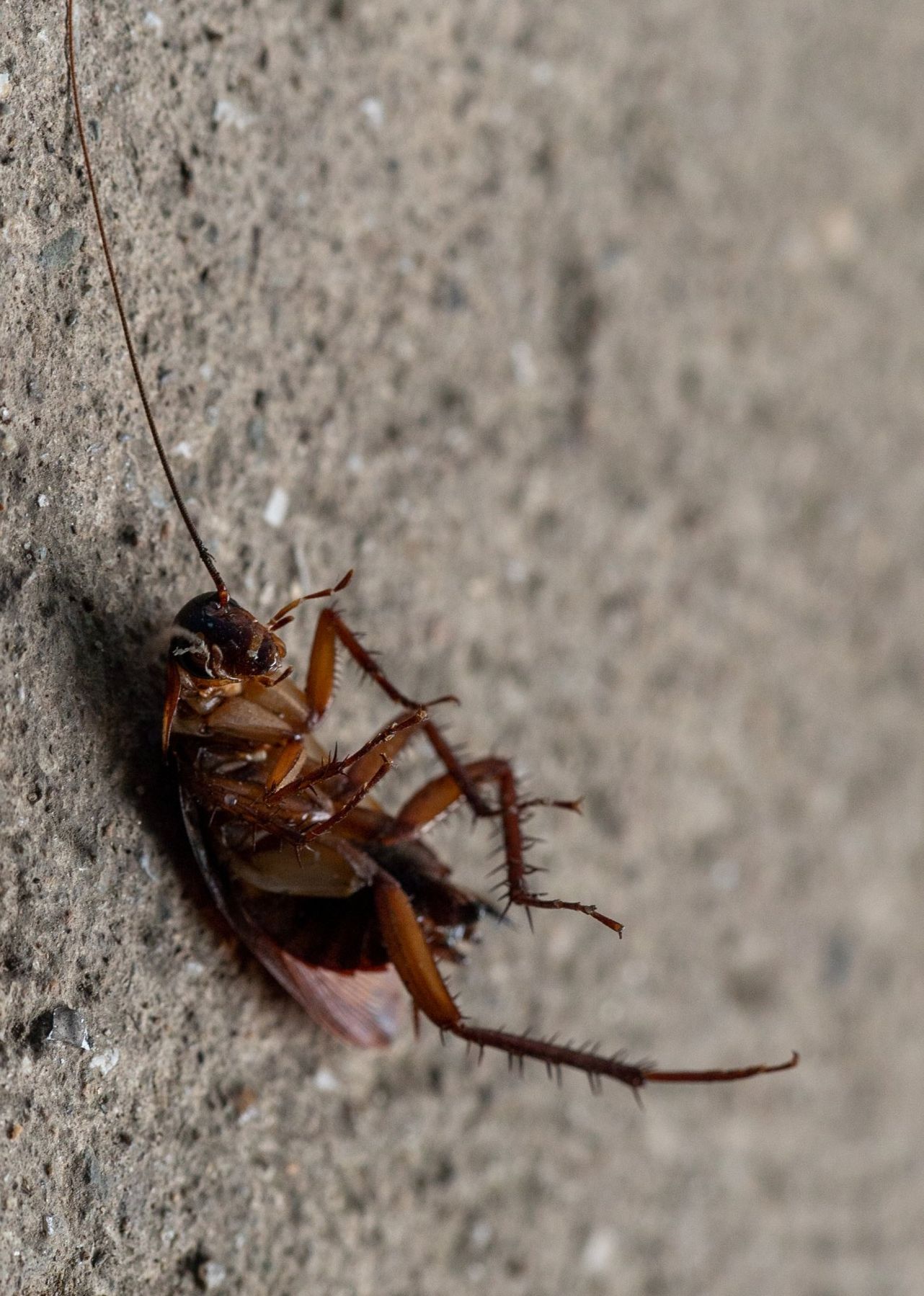 Roaches in Mid-Missouri Homes Are No Match for Steve's Pest Control in Holts Summit, MO.