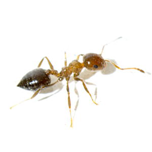 Learn About Pharoah Ants From Steve's Pest Control