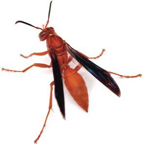 Photo of a Red Paper Wasp