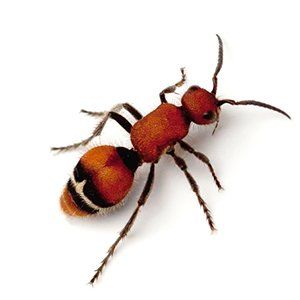 Photo of a Red Velvet Ant