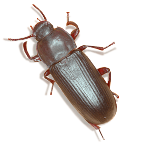 Photo of a Red Flour Beetle