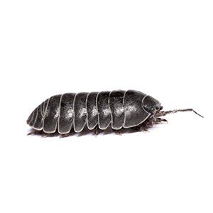 Photo of a Roly Poly