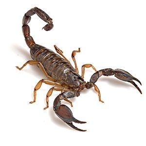 Photo of a Scorpion
