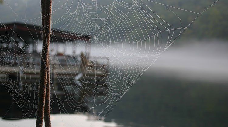 Too Many Spider Webs Near Your Mid-Missouri Lake House? Call Steve's Pest Control