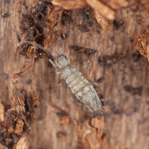 Photo of a Springtail