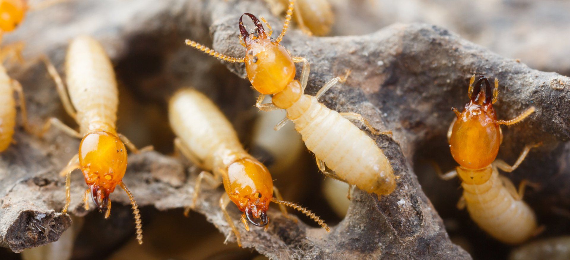 Stop Termites From Swarming Your Mid-Missouri Home With Steve's Pest Control