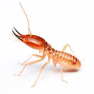 Wasp Image on Steve's Pest Control Website