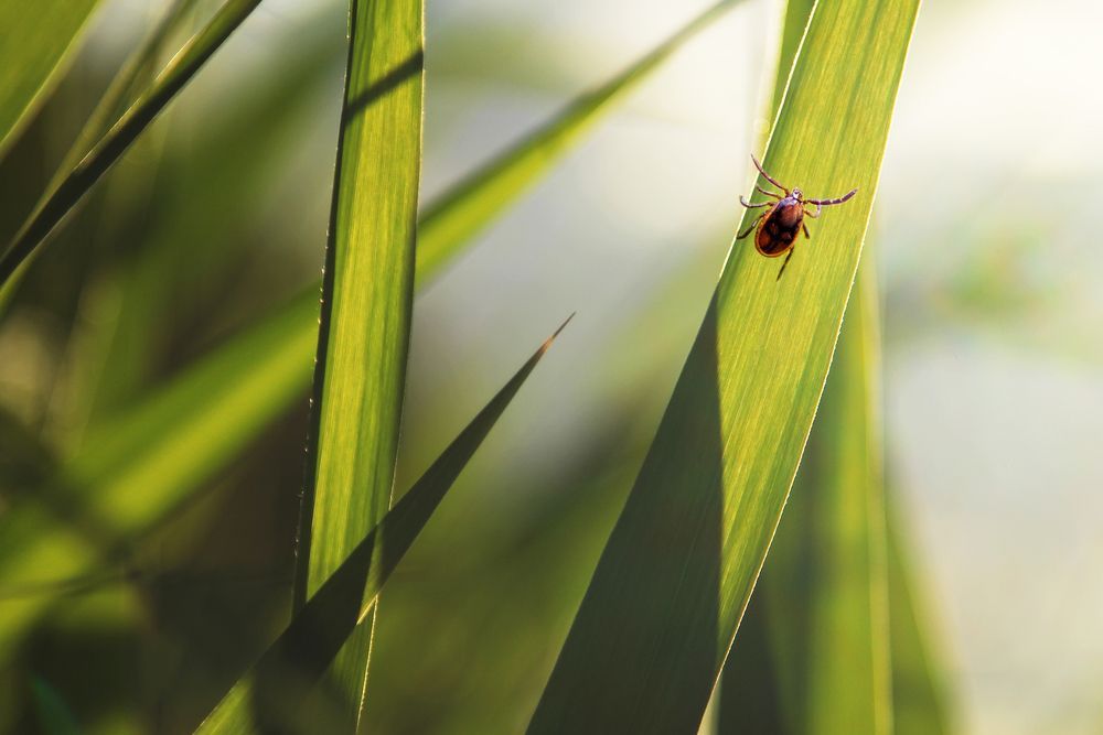 tick on a blade of grass