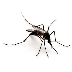 Photo of a Tiger Mosquito