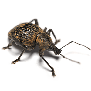 Photo of a Weevil