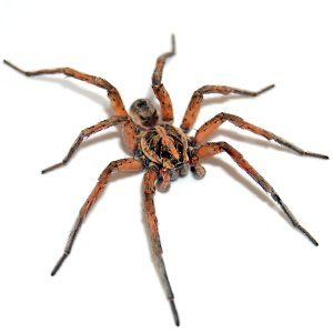 Protect Your Home From Wolf Spiders With Steve's Pest Control