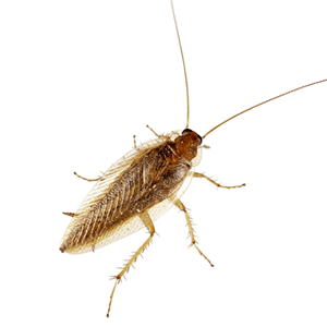 Wood Roach in Mid-Missouri | Steve's Pest Control