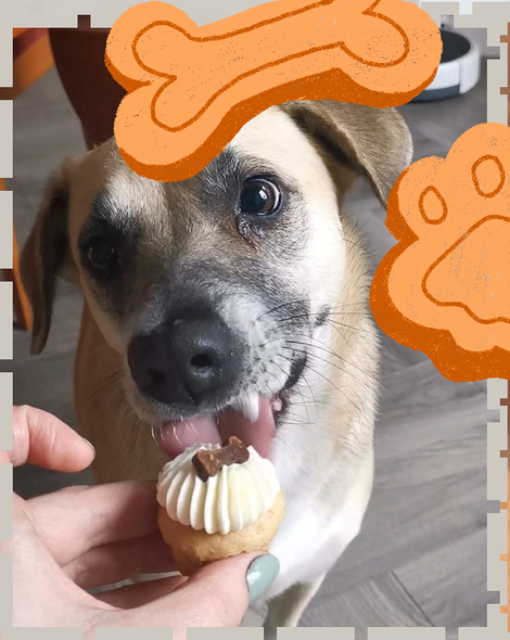Pupcakes
