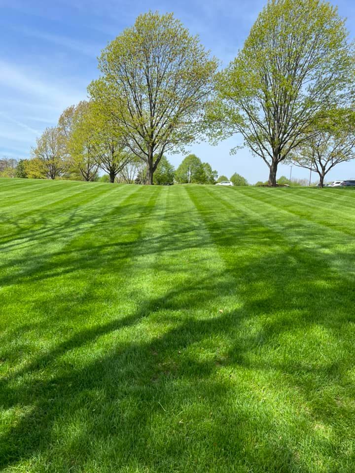 A lush green lawn with trees in the background on a sunny day.