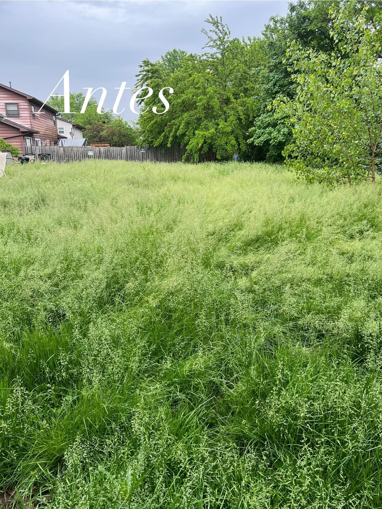A lush green field with trees in the background and a house in the background.