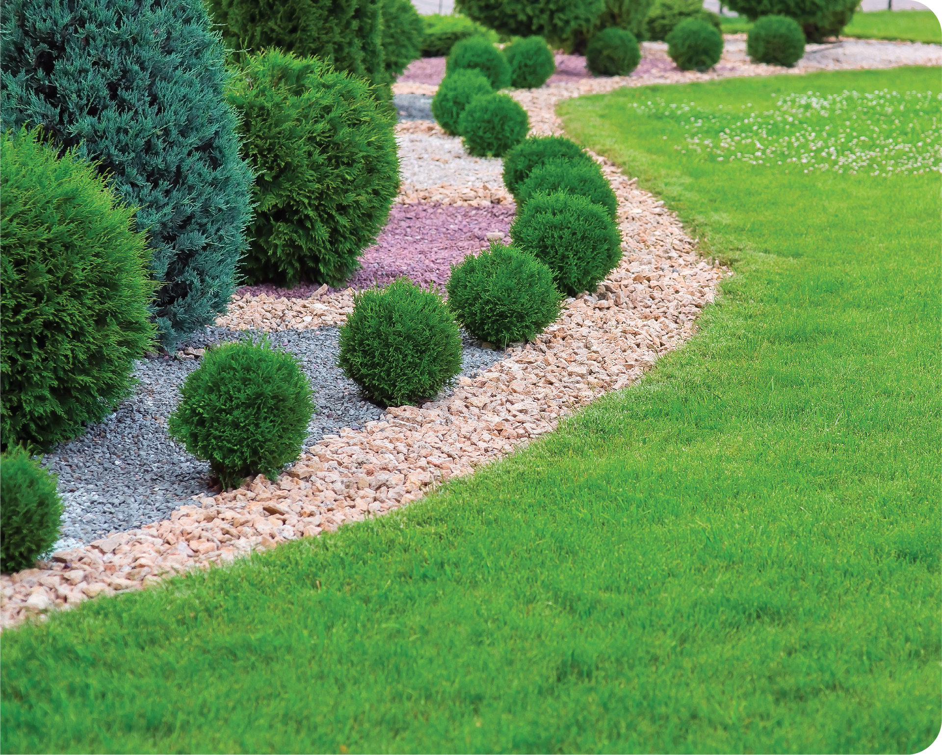 A lush green lawn with a path lined with bushes and gravel.