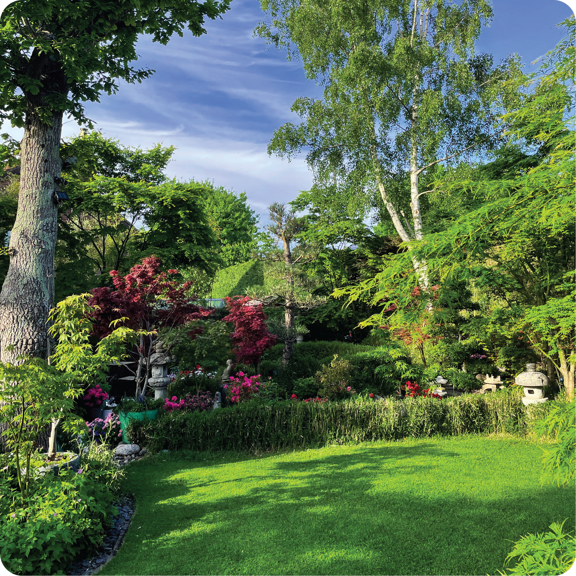 A lush green garden with trees and bushes on a sunny day