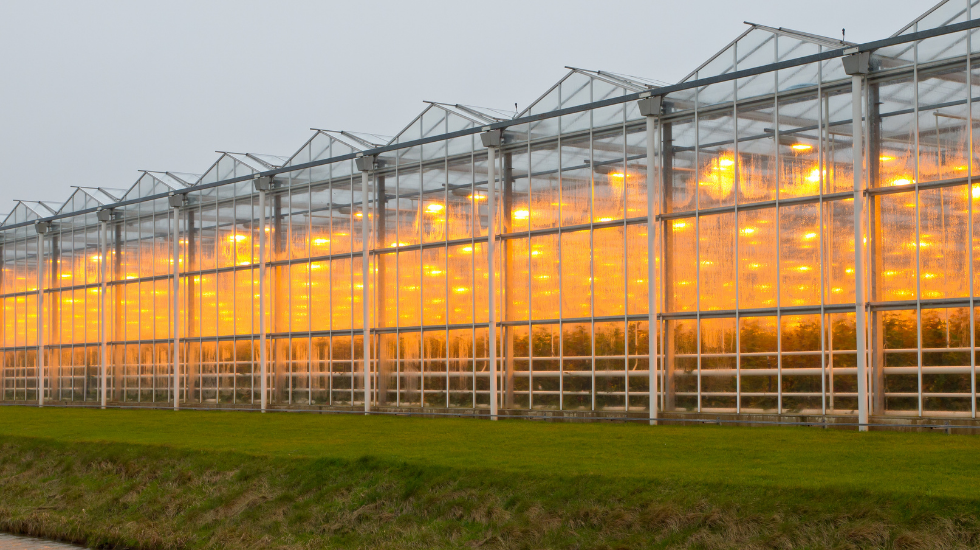 A commercial cultivation greenhouse