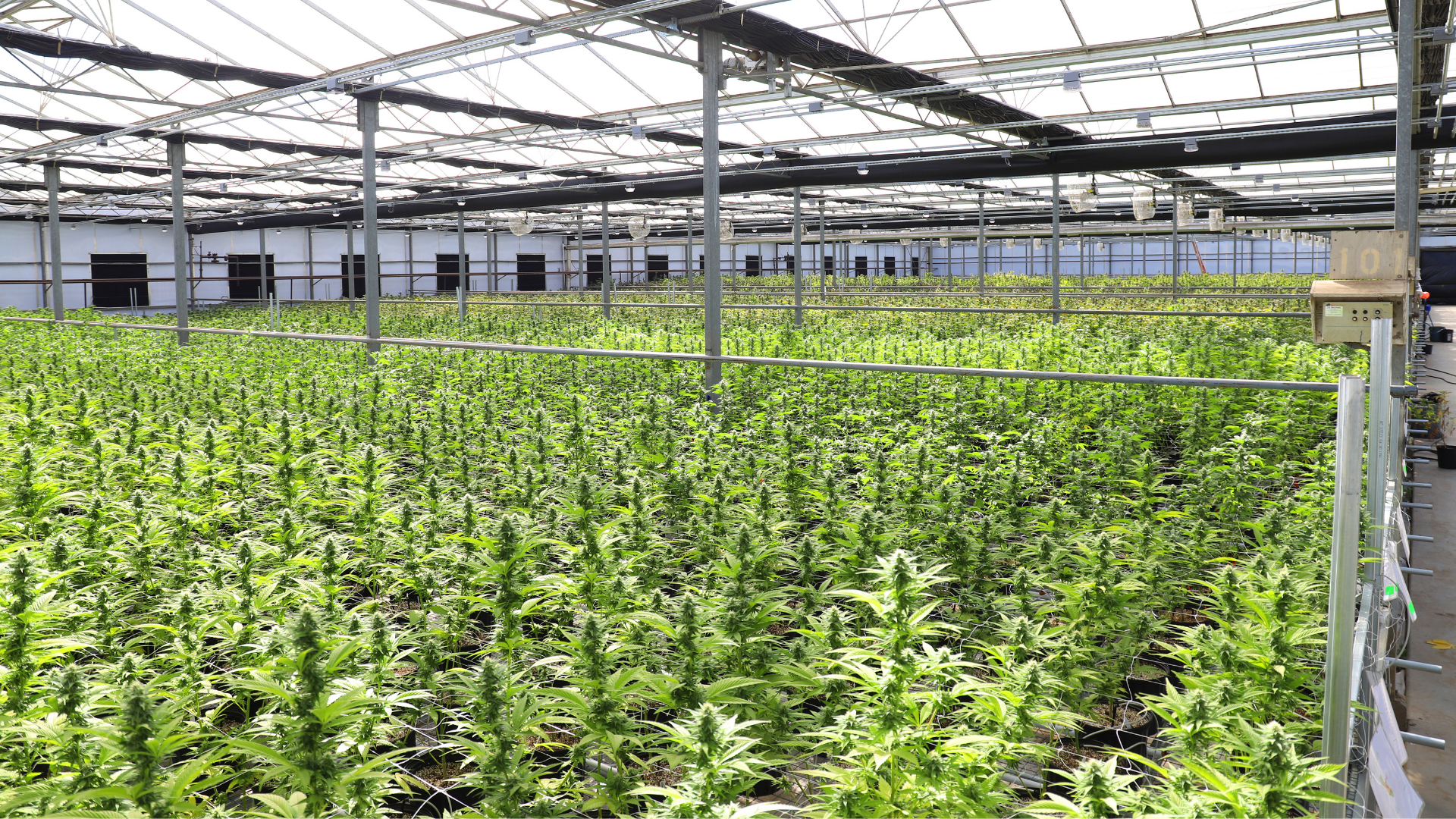 Cannabis plants growing in a commercial greenhouse