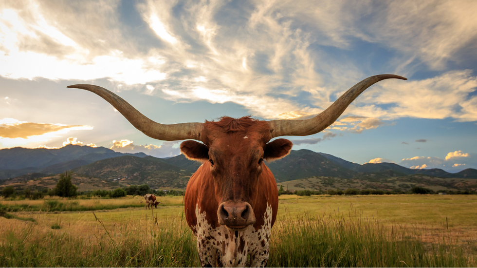 Longhorn steer with Texas rolling hills in background