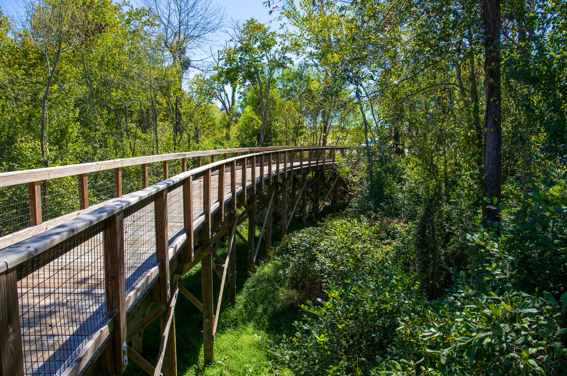 A wooden walkway going through a lush green forest.