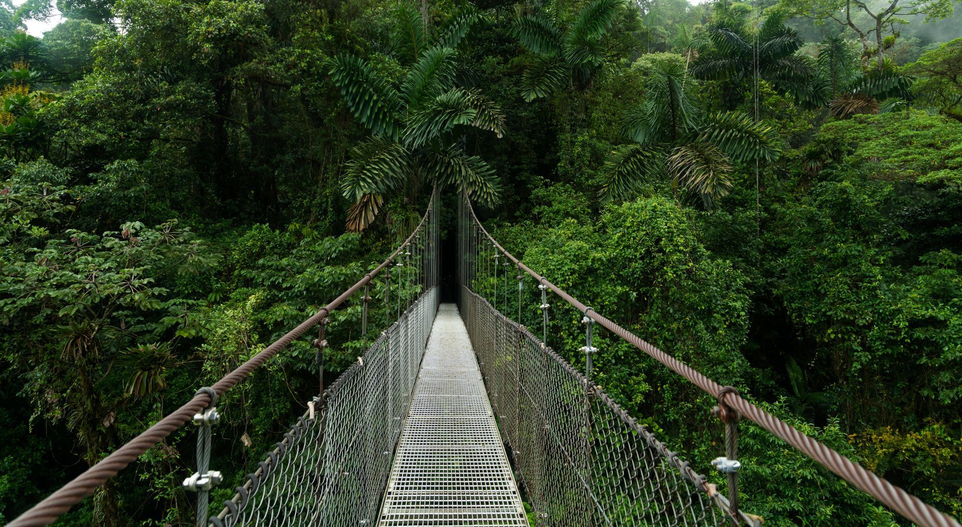 A suspension bridge in the middle of a lush green forest.