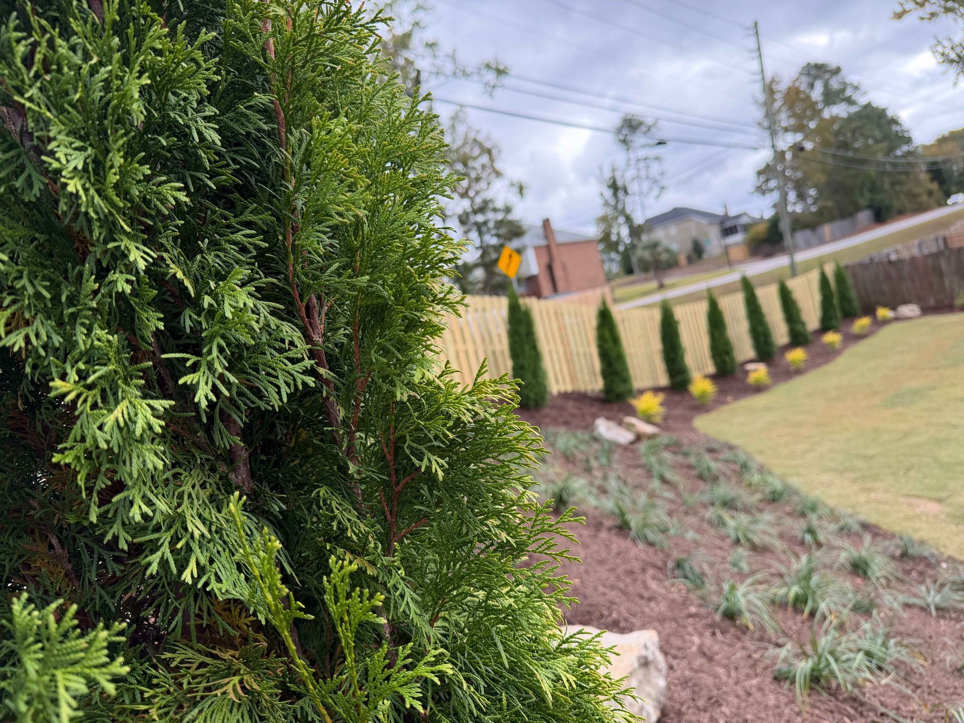 Green evergreen branch in foreground, row of green trees and fence on a hillside lawn.