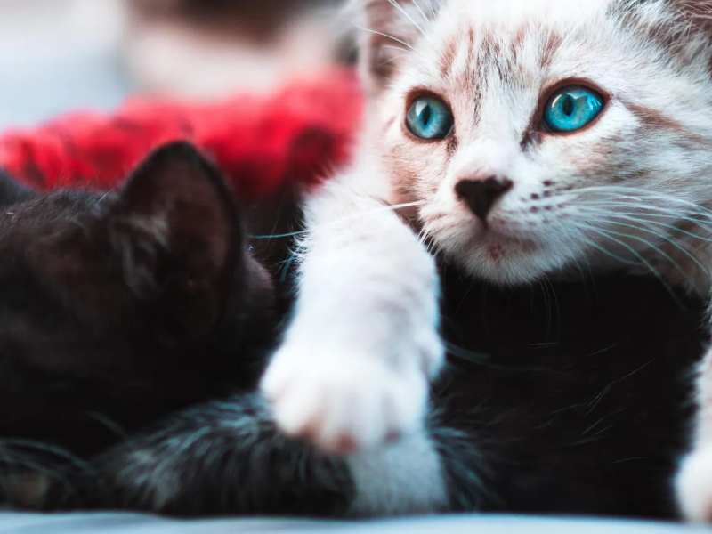 Adoring Pet Funeral Home & Cremation Services