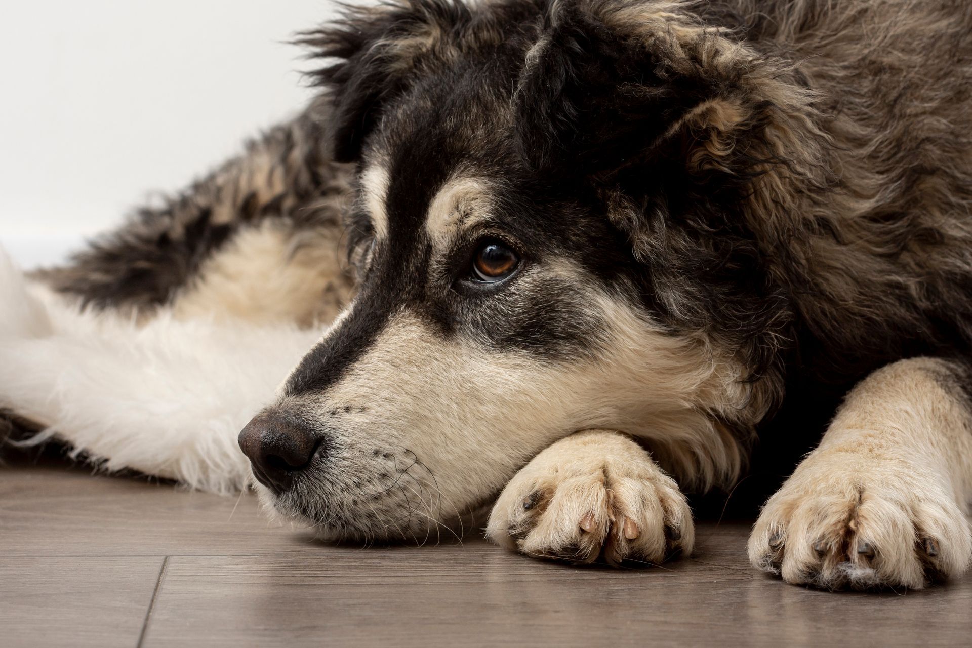 Adoring Pet Funeral Home & Cremation Services