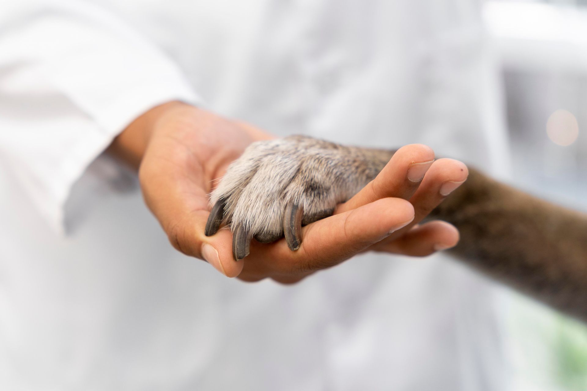 Contact Us | Adoring Pet Funeral Home & Cremation Services