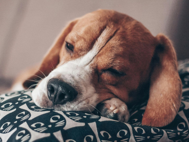 Adoring Pet Funeral Home & Cremation Services