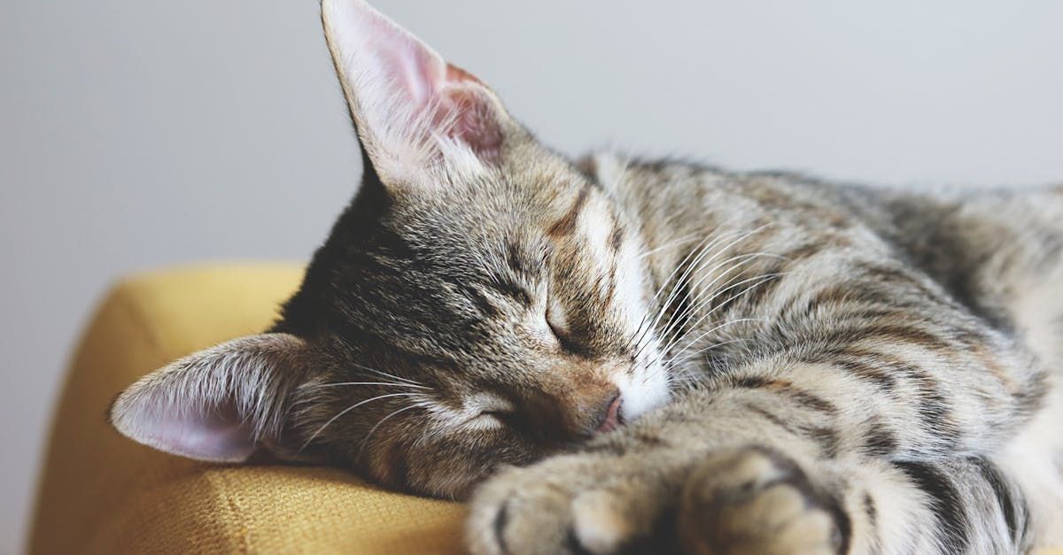 About Euthanasia | Adoring Pet Funeral Home & Cremation Services