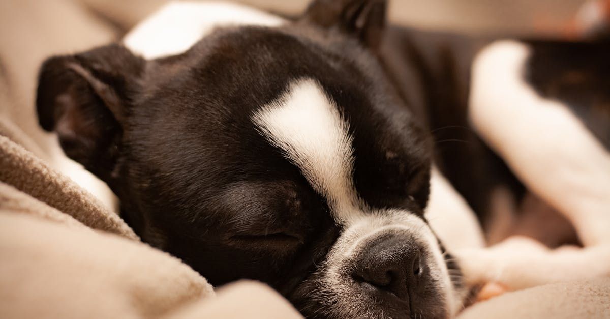 Our Services | Adoring Pet Funeral Home & Cremation Services