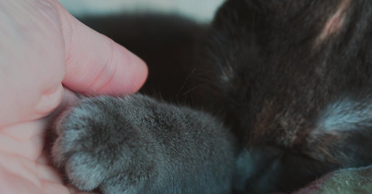 Support Groups & Grief Hotlines | Adoring Pet Funeral Home & Cremation Services