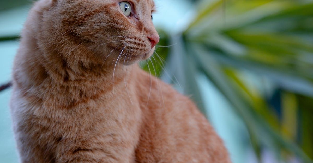 Final Care of Your Pet Body | Adoring Pet Funeral Home & Cremation Services