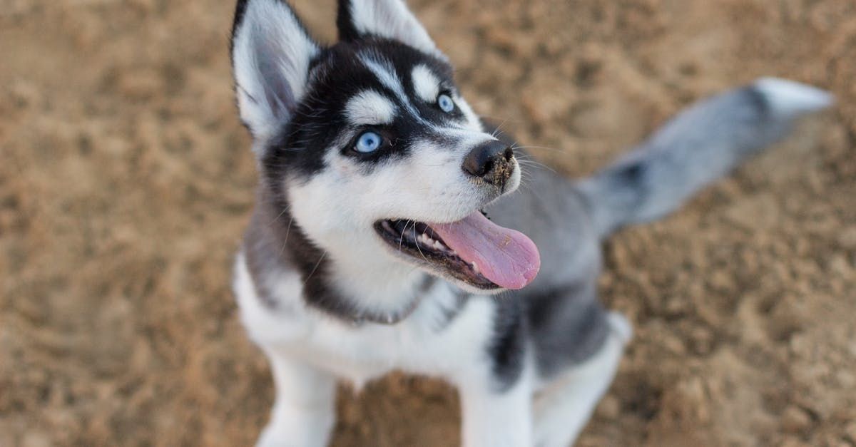 Our Services | Adoring Pet Funeral Home & Cremation Services