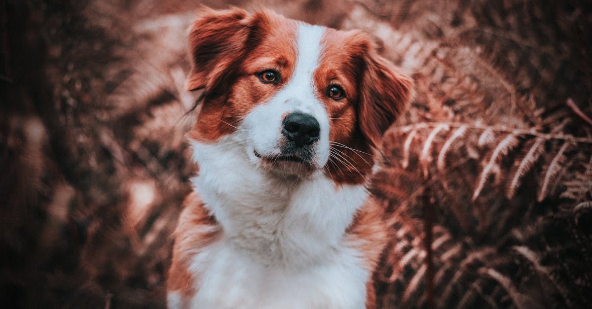 Final Care of Your Pet Body | Adoring Pet Funeral Home & Cremation Services