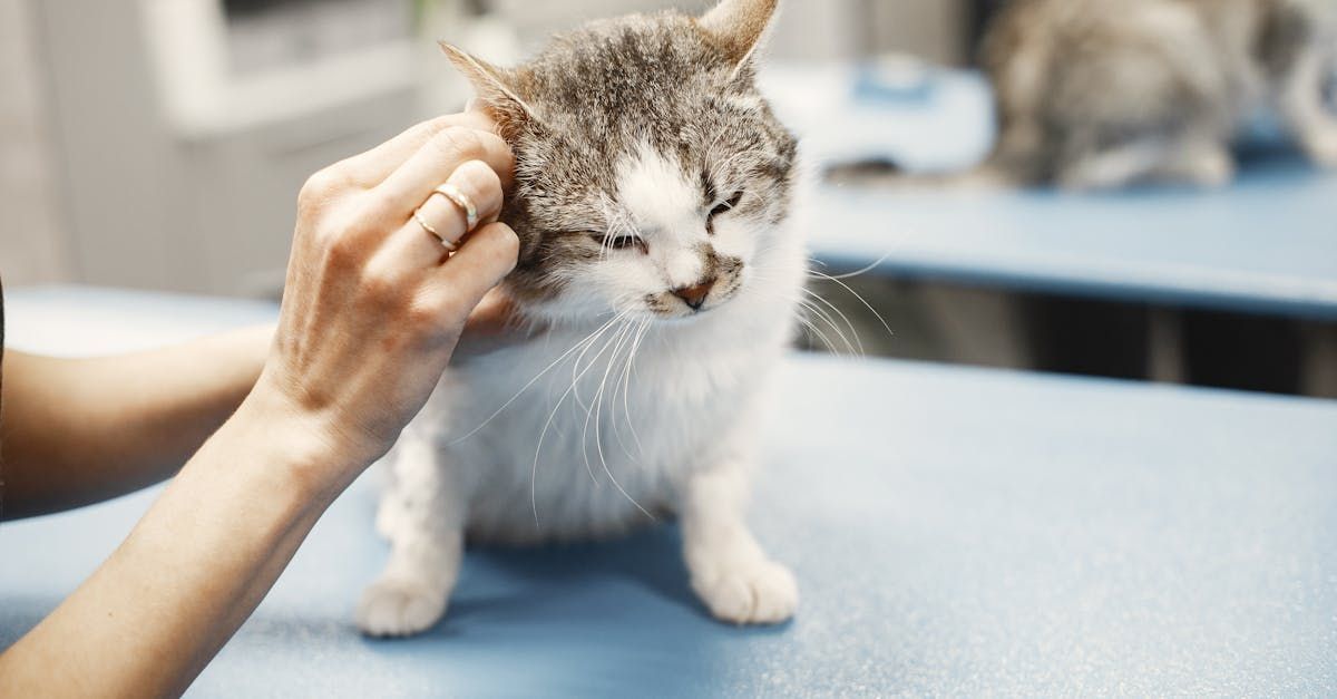 Euthanasia | Adoring Pet Funeral Home & Cremation Services