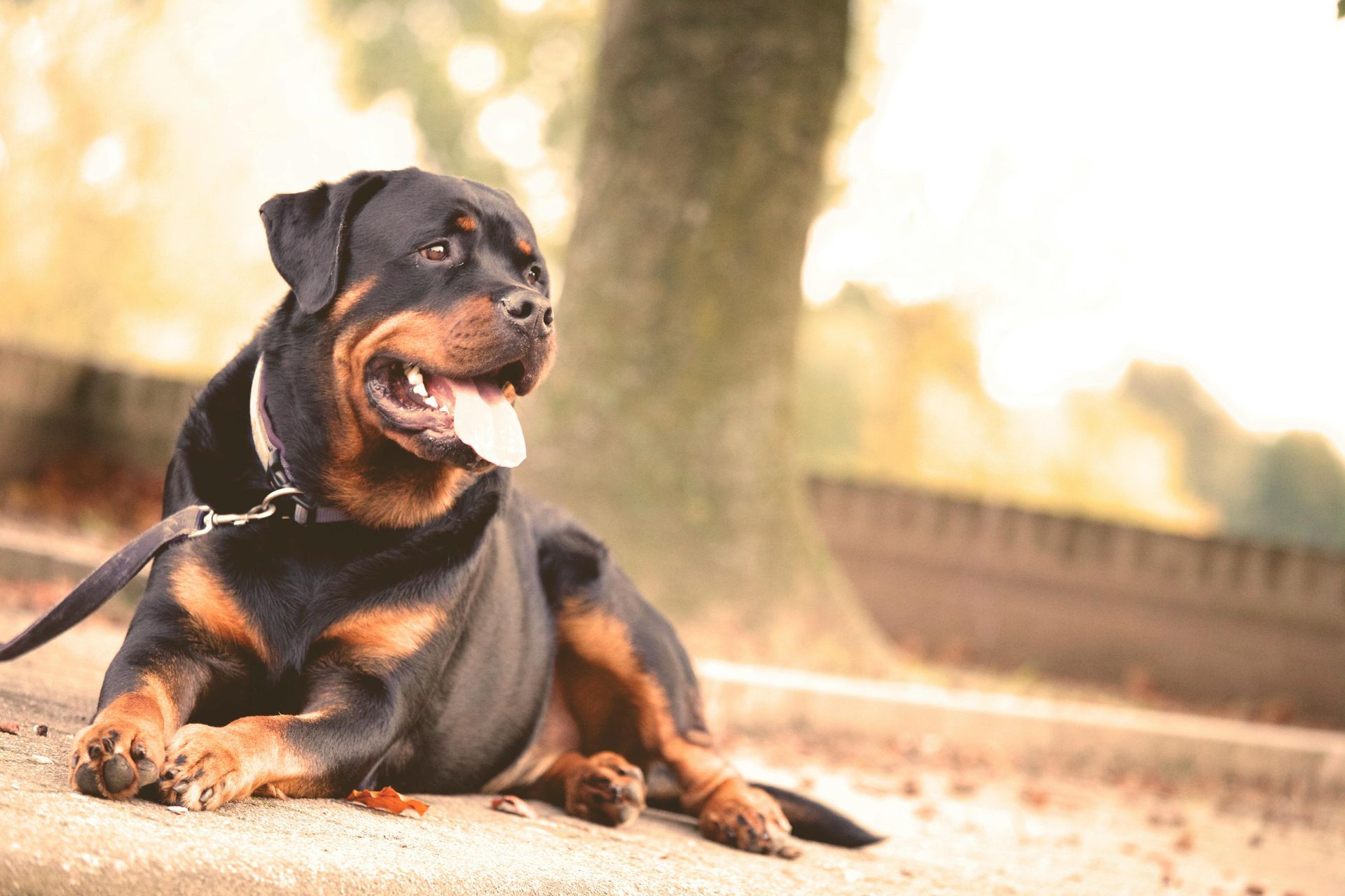 How It Works | Adoring Pet Funeral Home & Cremation Services