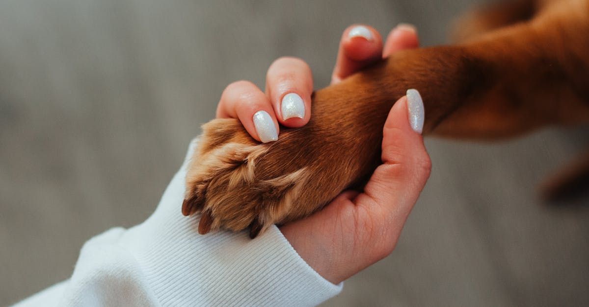 Support Groups & Grief Hotlines | Adoring Pet Funeral Home & Cremation Services