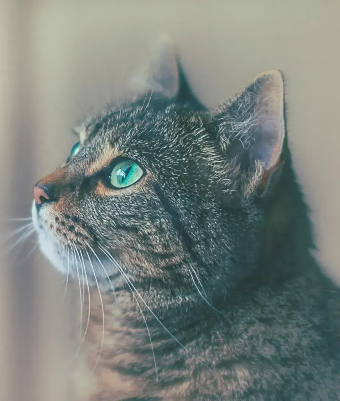 About Us | Adoring Pet Funeral Home & Cremation Services