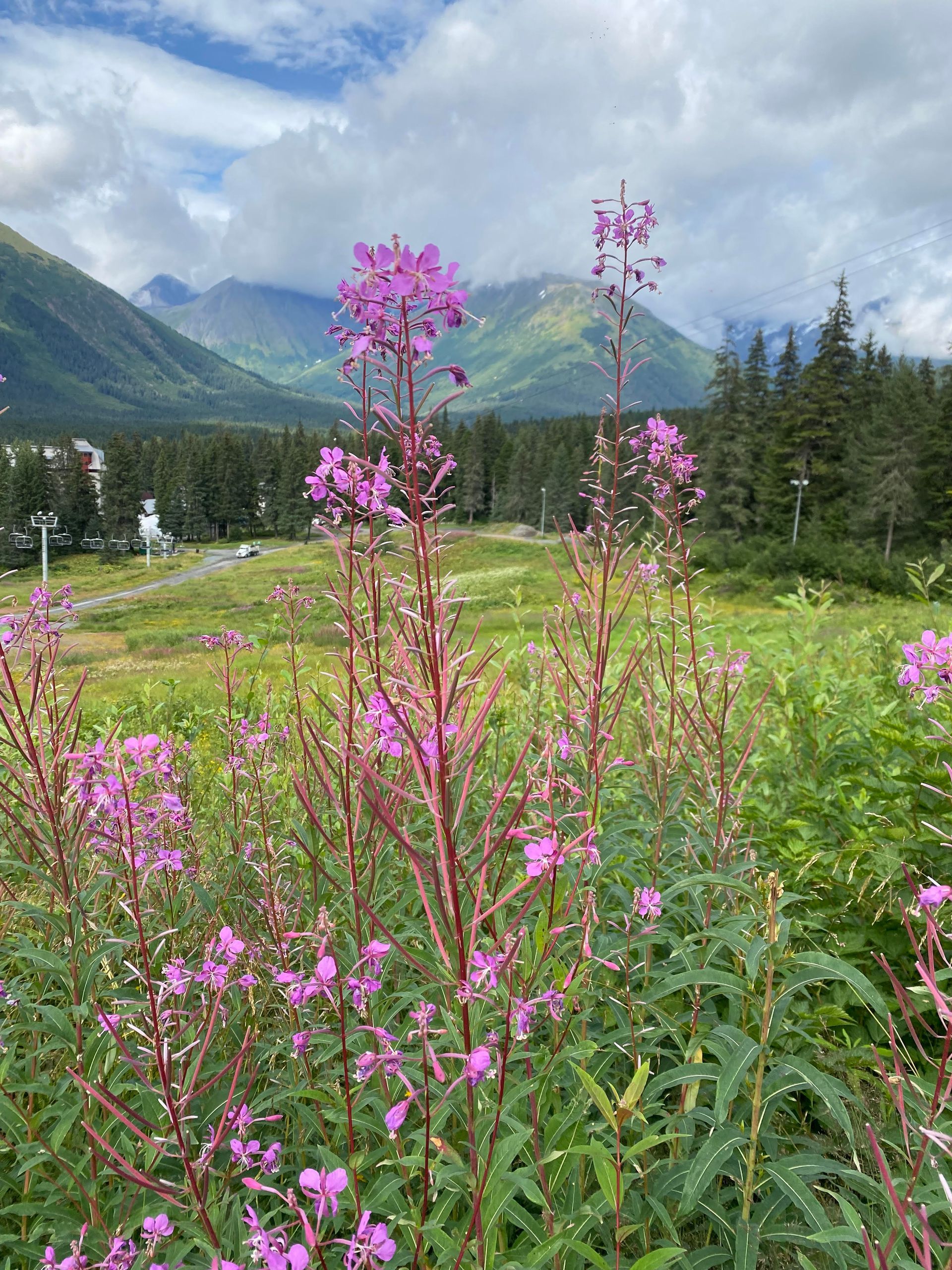 A field of purple flowers with mountains in the background.