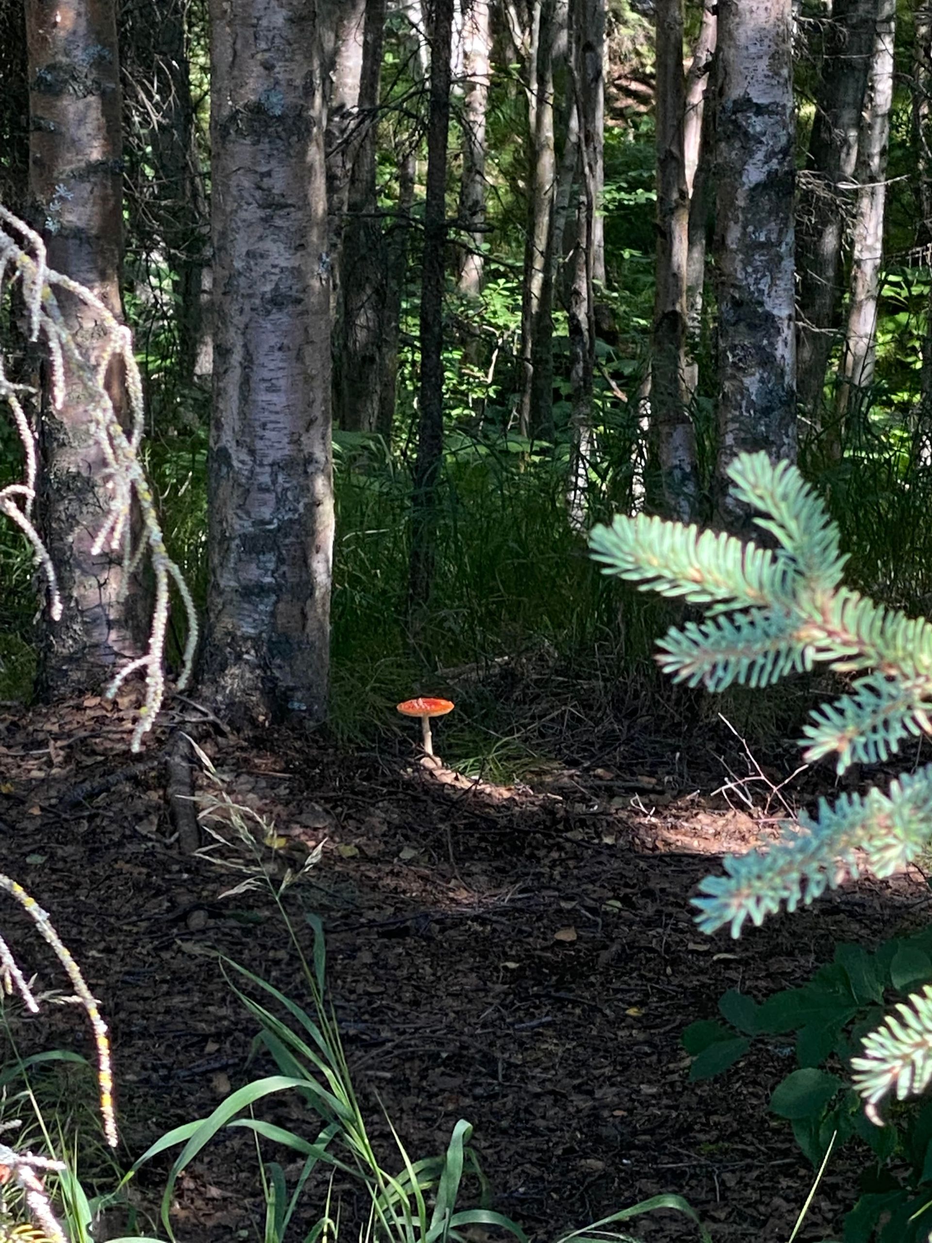 A mushroom is growing in the middle of a forest.