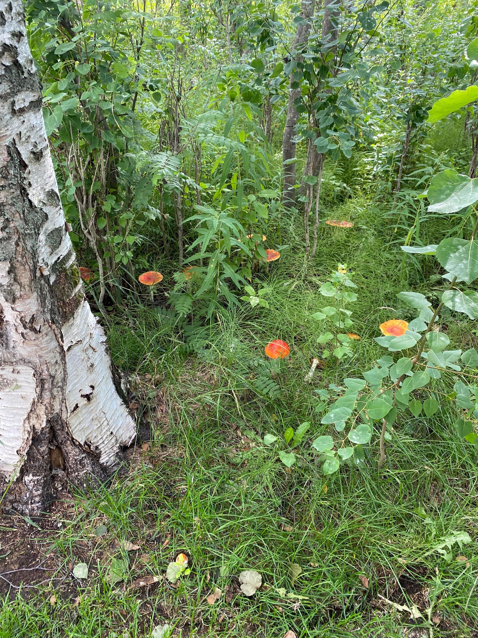 A tree trunk in the middle of a forest with mushrooms growing on it.