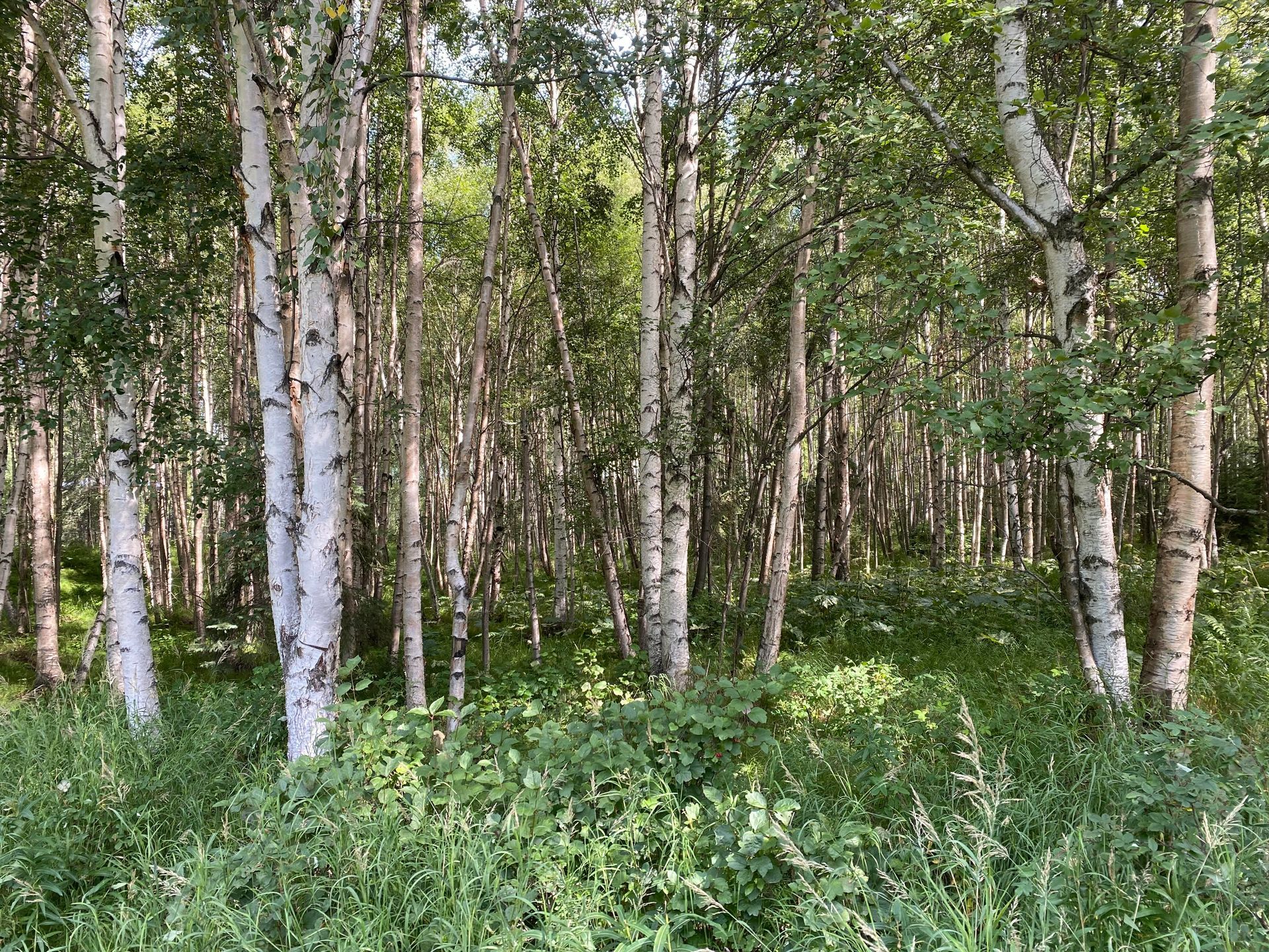 A forest of birch trees with white trunks and green leaves