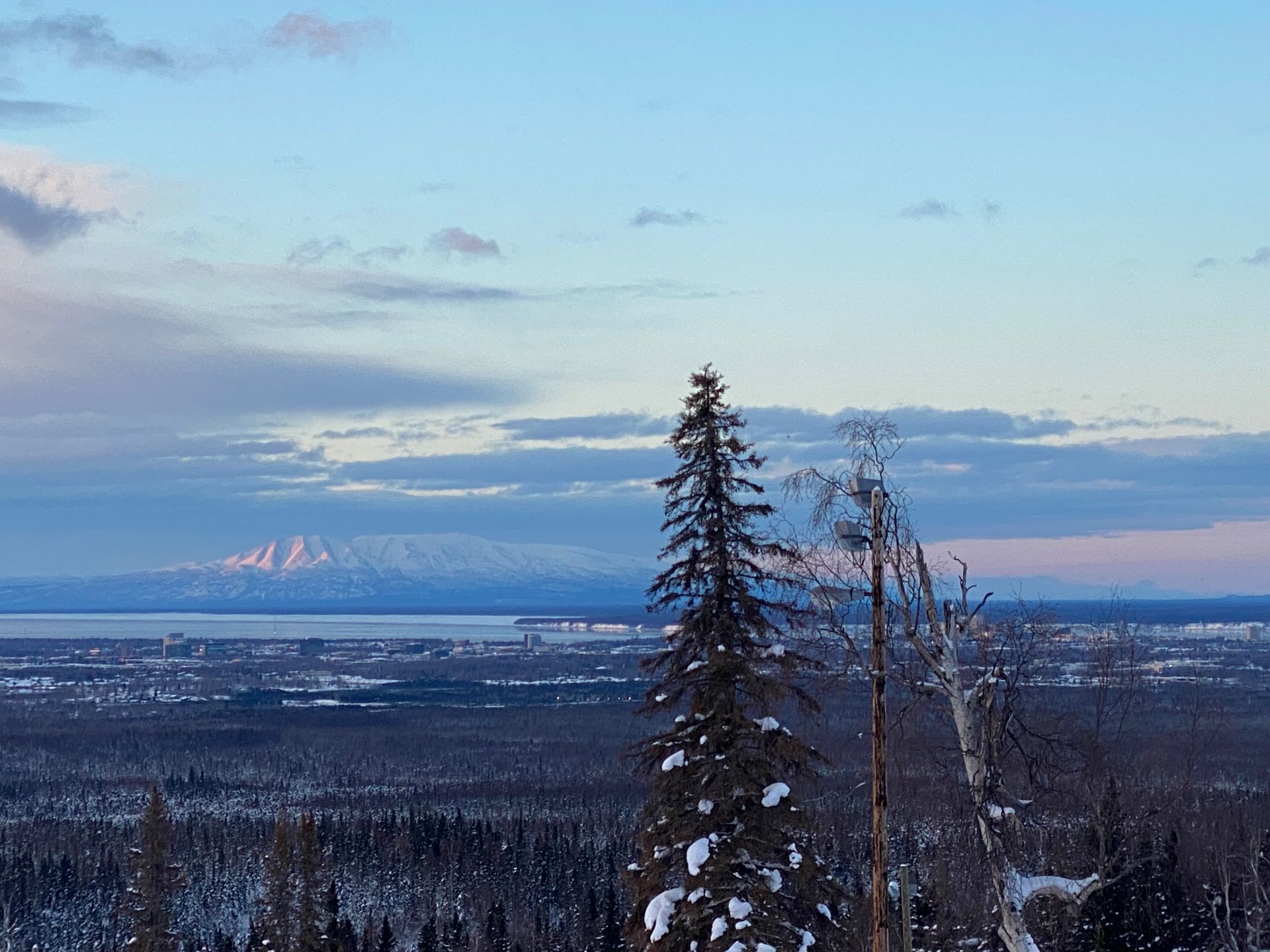 A snowy forest with a mountain in the background