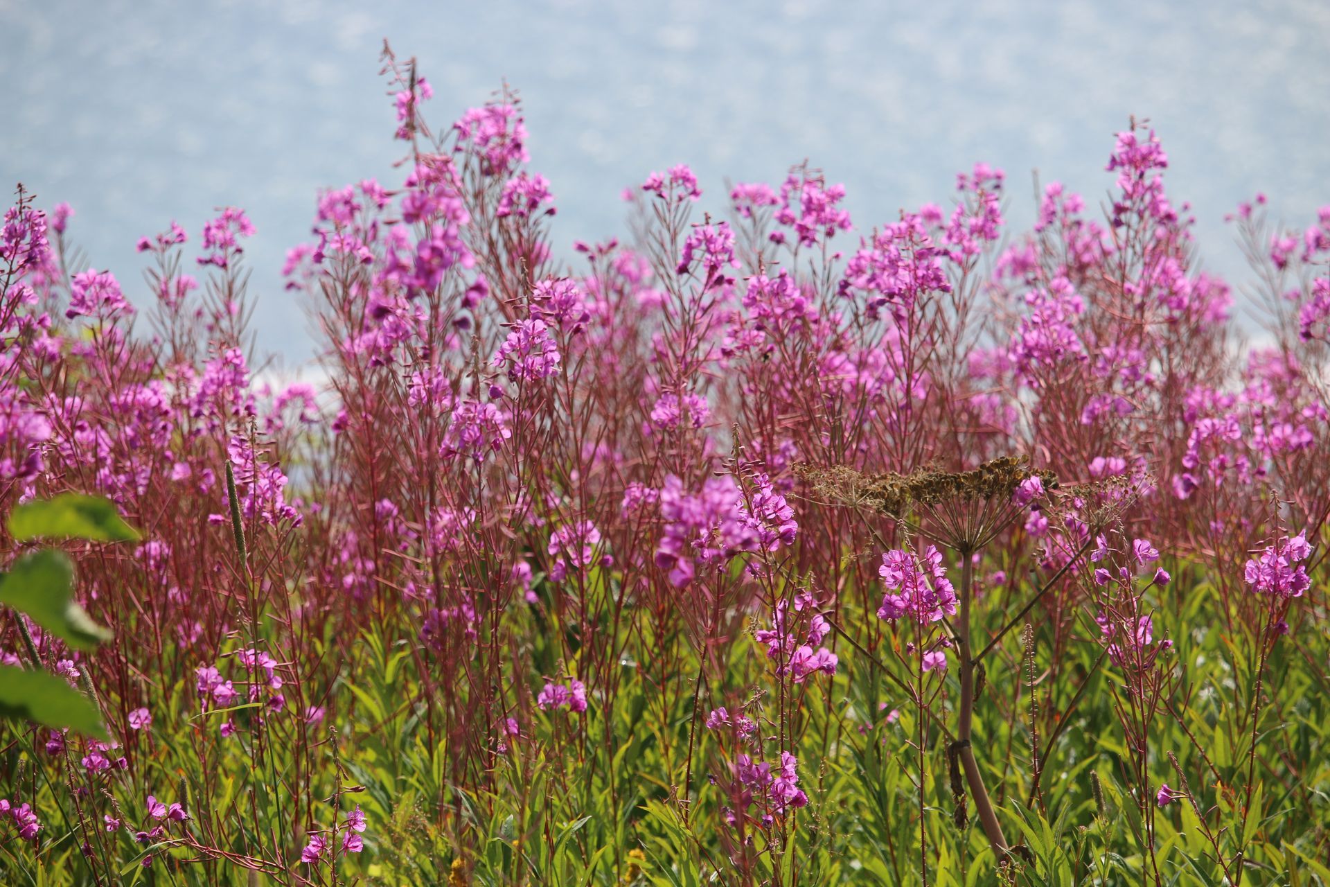 A field of pink flowers with a blue sky in the background