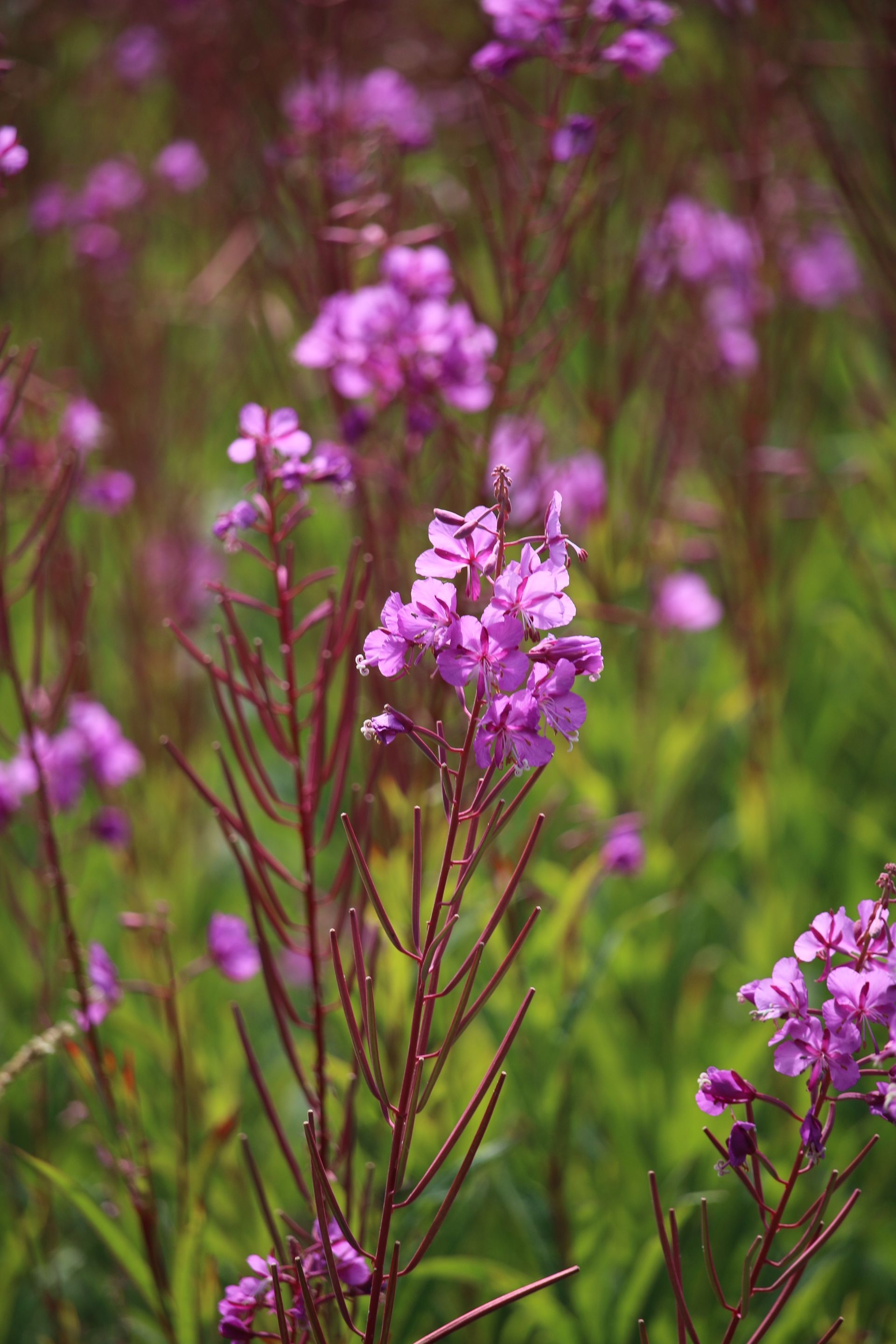 A bunch of purple flowers are growing in a field.