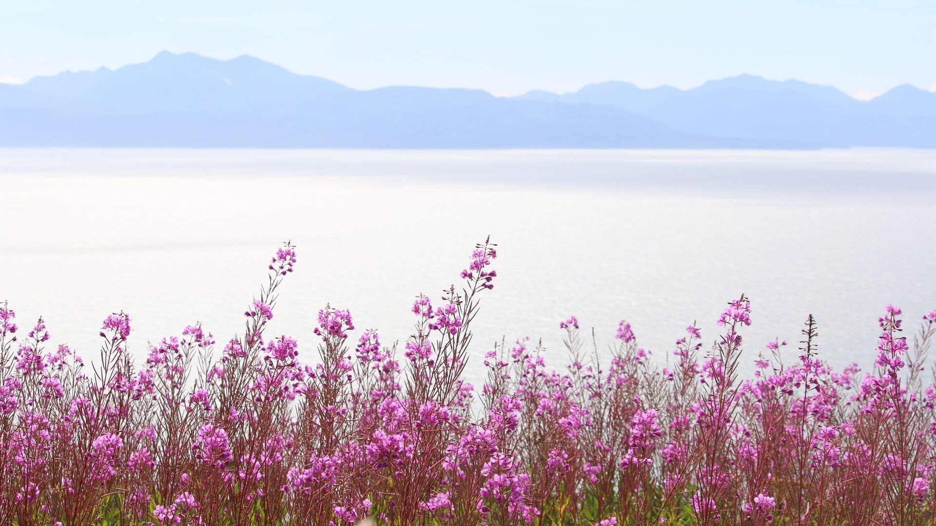 A field of pink flowers with mountains in the background