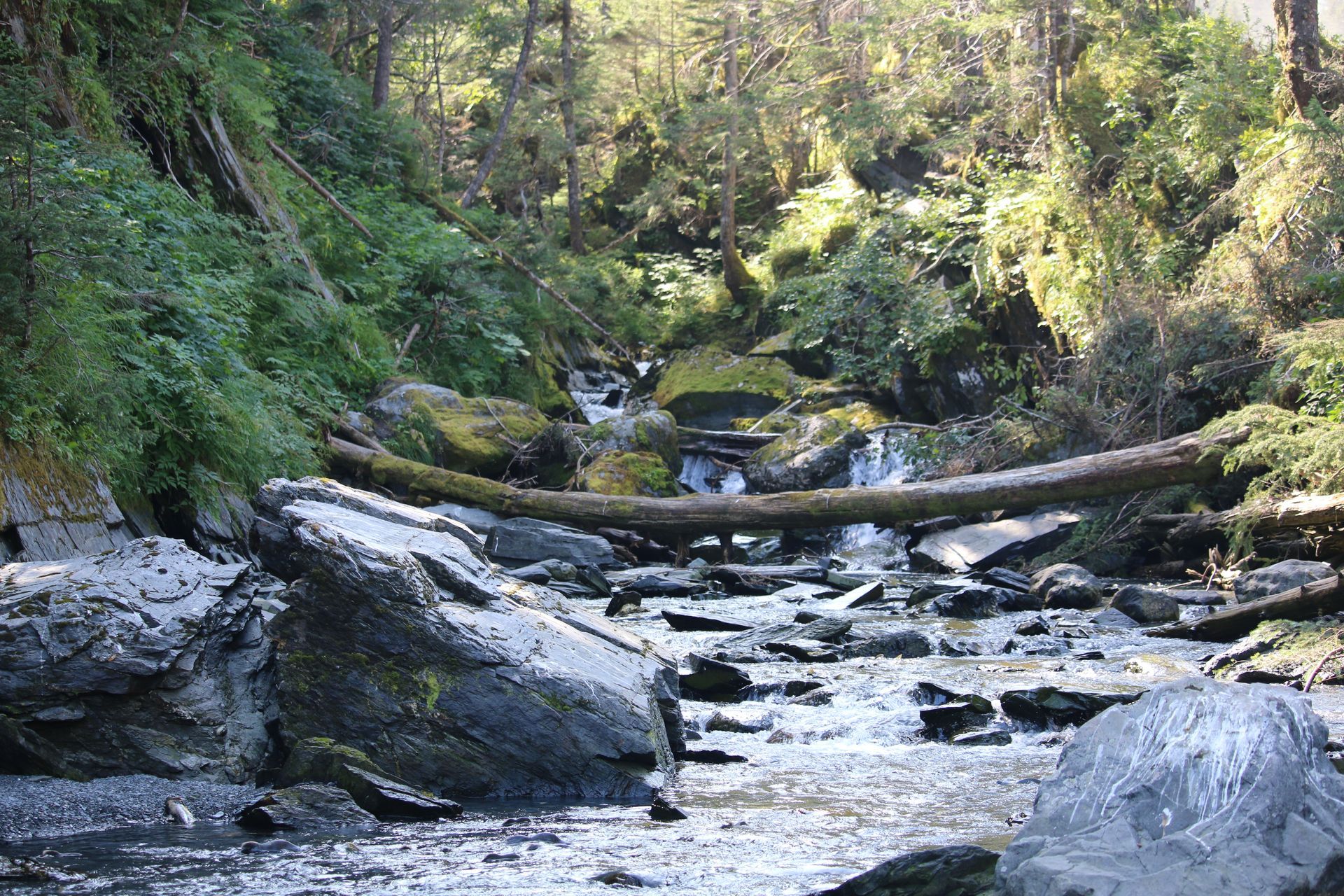 A river flowing through a lush green forest with rocks and trees.
